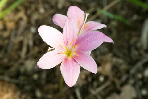 Rain Lilies Foto stock