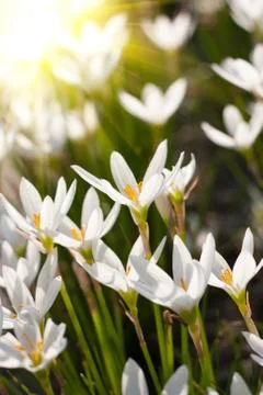 Rain Lily blooming background Stock Photos