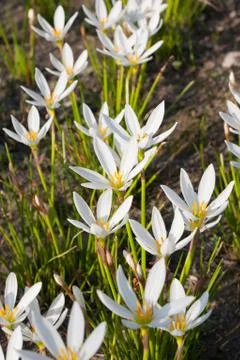 Rain Lily blooming background Stock Photos
