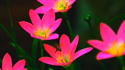 Rain lily flower with a bee flying around Stock Footage 96602782