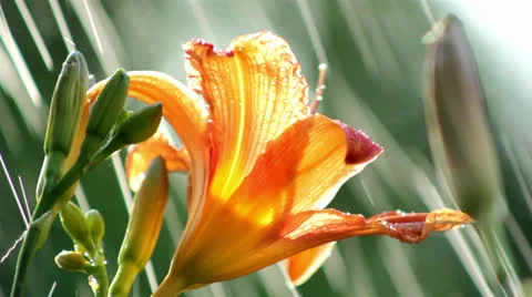 Rain on lily Stock Footage 25412058