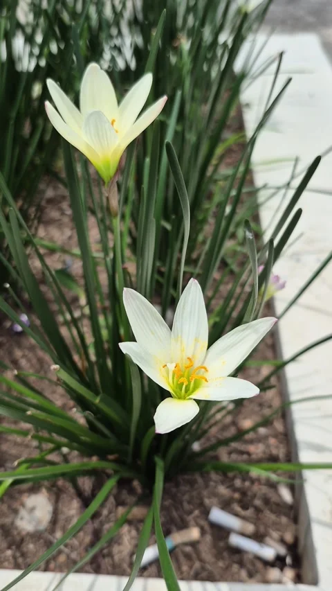 Rain lily 스톡 동영상 331838506