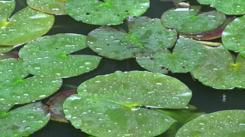Rain On Lily Pads Stock Footage 729809