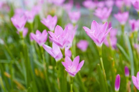 Rain lily Stock Photos
