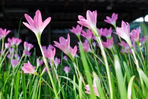 Rain lily Stock Photos