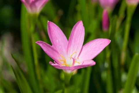 Rain lily Stock Photos