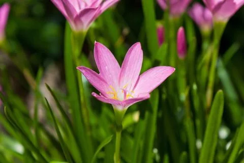 Rain lily Stock Photos