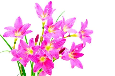 Rain lily Stock Photos