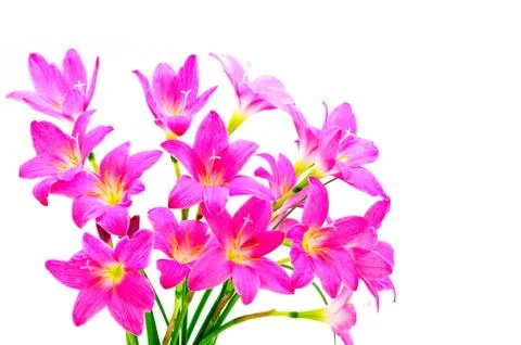 Rain lily Stock Photos