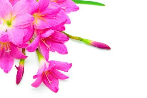 Rain lily Stock-Fotos