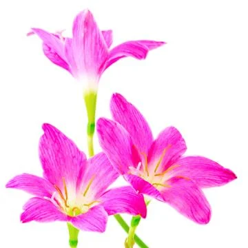 Rain lily Foto stock
