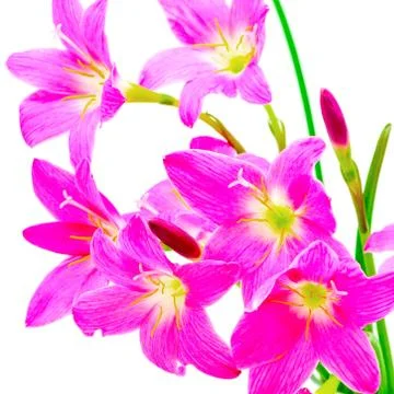 Rain lily Stock Photos