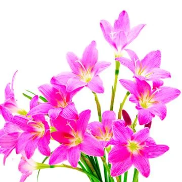 Rain lily Stock Photos