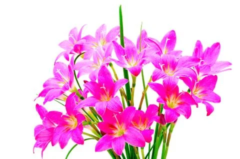 Rain lily Stock Photos