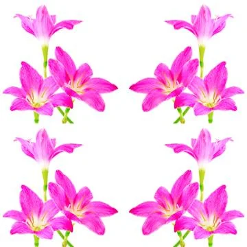 Rain lily Stock Photos