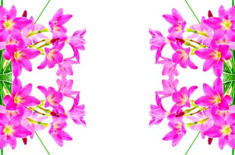 Rain lily Stock Photos