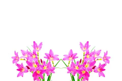 Rain lily Stock Photos
