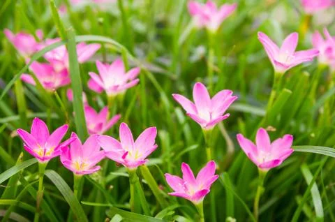 Rain lily Stock Photos
