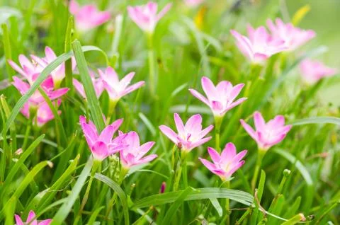 Rain lily Stock Photos