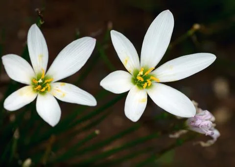 RAin Lily Foto stock