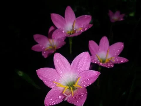 Rain lily Foto stock