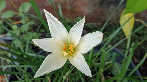 Rain Lily Stock Photos