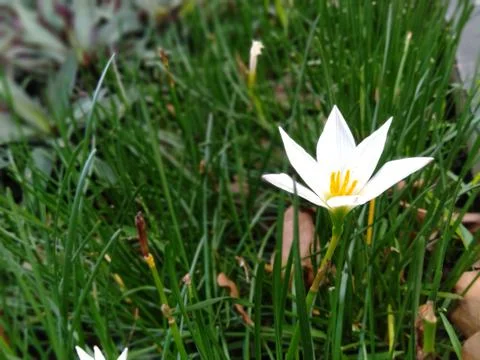 Rain lily Stock Photos