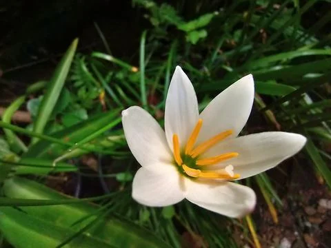 Rain lily Foto stock