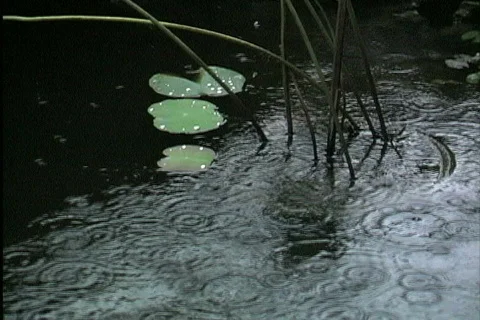 Rain on lily pond Stock Footage 745178