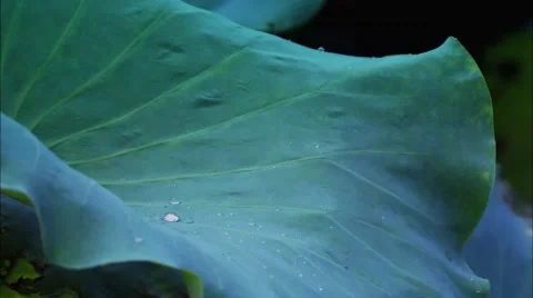 The rain of the lotus leaf Video stock 57321523