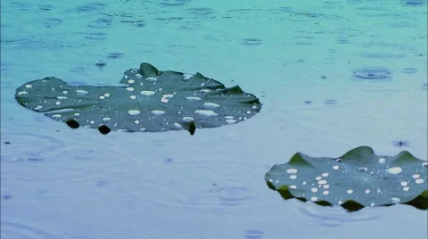 The rain of the lotus leaf Video stock 58366507