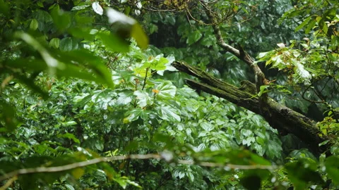 Rain in a Lush Forest in Bali  50fps Stock Footage 147308283