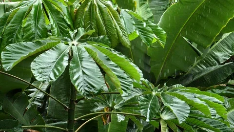 Rain in lush forest Stock Footage 94082953