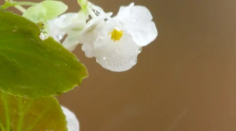 Rain macro on begonia Stock Footage 50384246