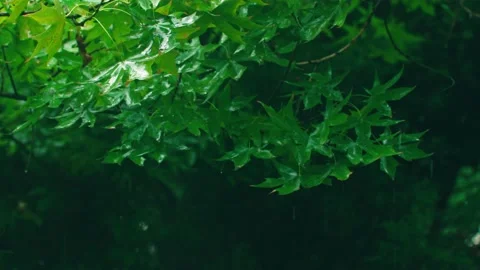 Rain on maple leaves close up Stock Footage 234053984
