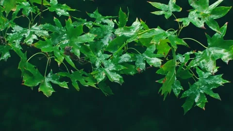 Rain on maple leaves Stock Footage 234053986