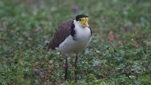 Rain - Masked Lapwing - Vanellus miles, wader from Australia and New Zealand Stock Footage 97076230