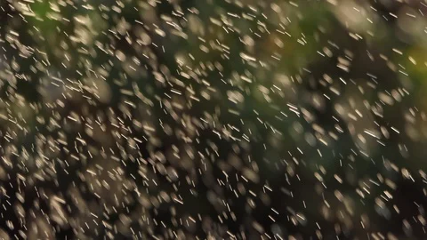 Rain mist on nature background Stock Footage 108673113