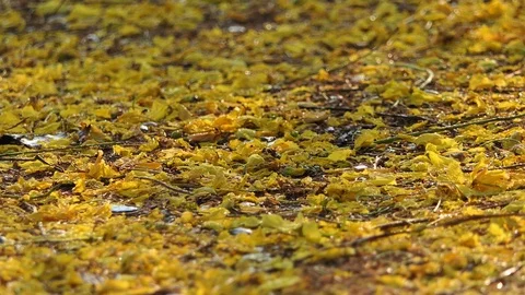 Rain mist on nature background Stock Footage 108673166