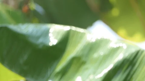 Rain mist In Slow Motion On nature background Stock Footage 106019743