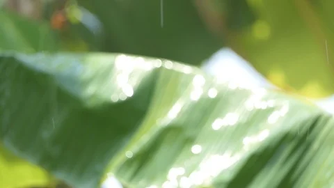 Rain mist In Slow Motion On nature background Stock Footage 106019799