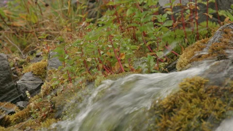 Rain Moss Water CU Video stock 166967227
