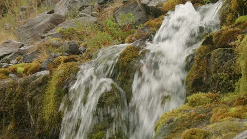 Rain Moss Water MCU Video stock 166967274