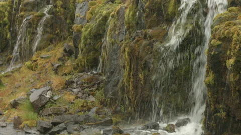 Rain Moss Water MS Stock Footage 166967036