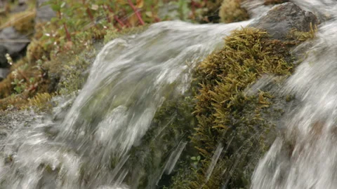 Rain Moss Water XCU Video stock 166967182