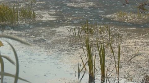 Rain on Mossy Lake Stock Footage 138715554