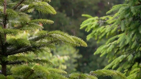 Rain in the mountain forest. Close up footage of rain in moutains Stock Footage 111028545