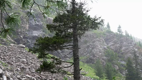 Rain in the mountains of Siberia3 Video stock 113079598