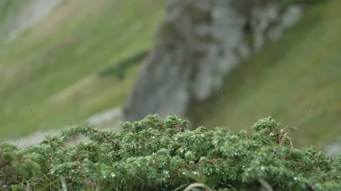 Rain in the mountains, spruce bush close-up, dew drops on the branches Stock Footage 217395605