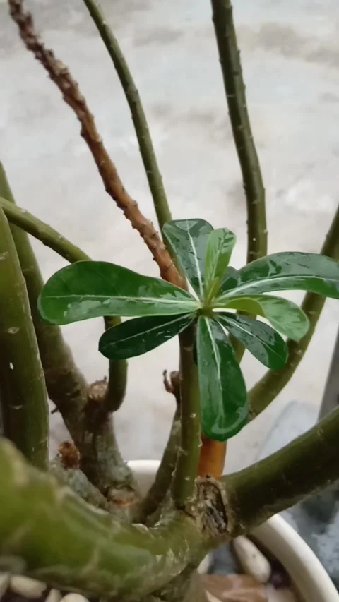 Rain in my garden Stock Footage 243464178